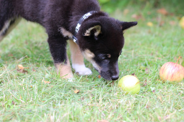 little black puppy shiba inu snuffing apple in the garden