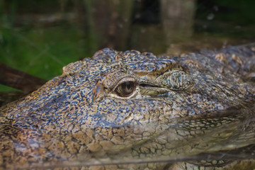 Alligator's eye in the water on the hunt