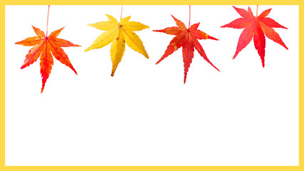 Fototapeta na wymiar web banner design for autumn season and end year activity with isolated red and yellow maple leaves with clipping path and copy space background