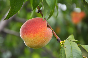 On the tree branch ripe peach fruits