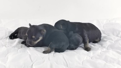 Several newborn little puppies crawl on a white blanket. Yorkshire Terrier.