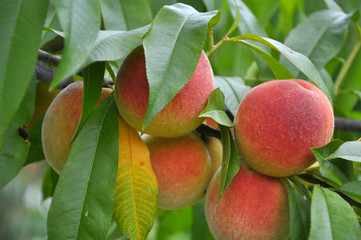 On the tree branch ripe peach fruits
