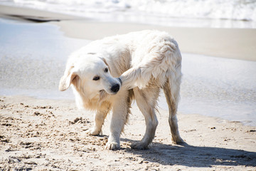 Dog biting his tail on a summer Baltic seashore. - obrazy, fototapety, plakaty