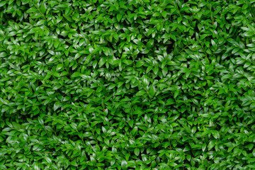 Boxwood seamless background pattern. Natural photo green texture of boxwood Buxus sempervirens - obrazy, fototapety, plakaty