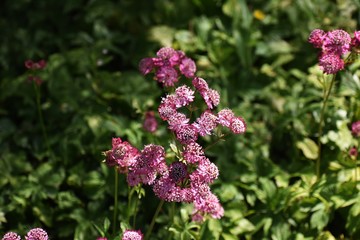 Astrantia Major, common name Great Masterwort, is a species of flowering plant in the family Apiaceae. © beres