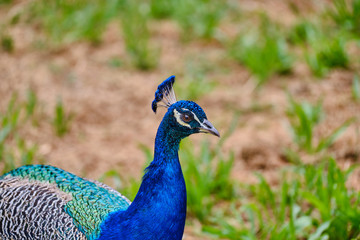 Close-Up Of Peacock On Field