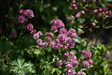 Astrantia Major, common name Great Masterwort, is a species of flowering plant in the family Apiaceae.