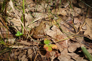 Earth frog brown frog sitting on dry foliage