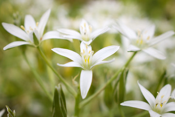 Obraz premium white flowers