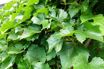 Grape leaves on the gazebo. Green background