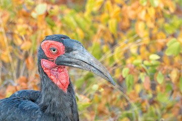Close-up of a southern ground hornbill