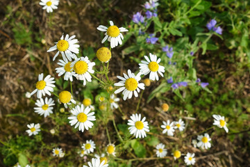 Fototapeta premium Field daisies in the meadow in Sunny weather. Pharmacy chamomile close-up.