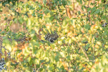 A leopard, Panthera pardus, hiding behind mopani bushes