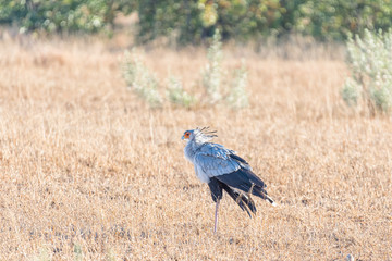 A Secretary Bird, Sagittarius serpentarius, walking