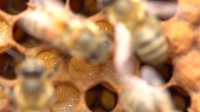 Caring For Brood. Worker’s role of nurse bee, tending to the colony’s young, larvae and pupae, brood. The Honey Bee Life Cycle. Royal jelly