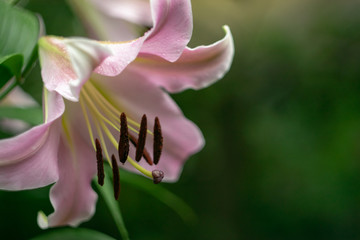 Fototapeta na wymiar Lily flower after rain. Stamens closeup with brown pollen. Blurred dark green background
