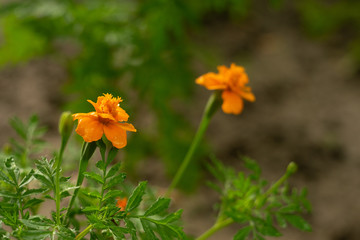 Marigolds in the garden after the rain. Wet orange flower. Aromas of summer and freshness.
