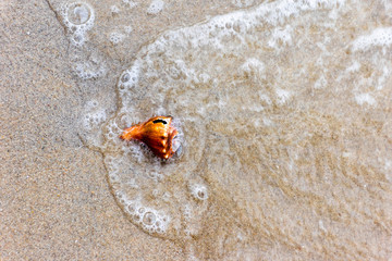 Sea shell in sand on beach with sea waves (motion blur)