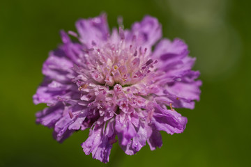 Little purple flower in the garden