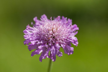 Little purple flower in the garden