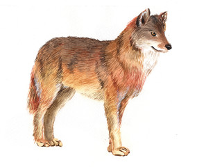 Watercolor single wolf animal isolated on a white background illustration.