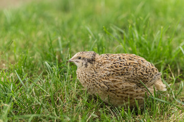 Wachtel im Gras
