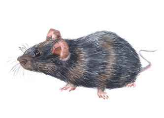 Watercolor single mouse animal isolated on a white background illustration.