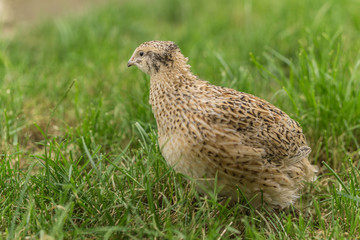 Wachtel im Gras
