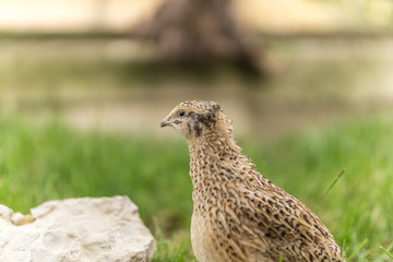 Wachtel im Gras