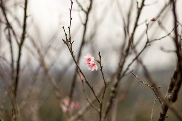 flowering cherry grove in winter