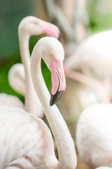 Pink Flamingo-close up, it has a beautiful coloring of feathers. Greater flamingo, Phoenicopterus roseus