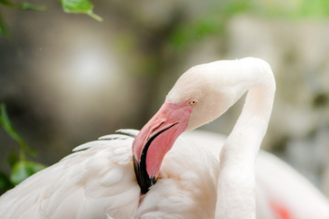 Pink Flamingo-close up, it has a beautiful coloring of feathers. Greater flamingo, Phoenicopterus...