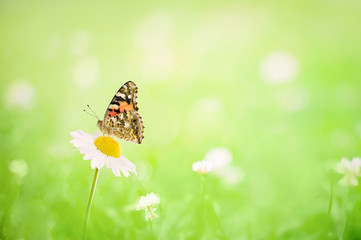 Gentle Green Nature Summer Background with butterfly