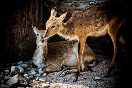 Animali