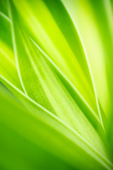 Nature of green leaf in garden at summer. Natural green leaves plants using as spring background cover page greenery environment ecology wallpaper