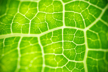 Nature of green leaf in garden at summer. Natural green leaves plants using as spring background cover page greenery environment ecology wallpaper