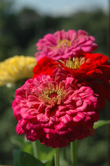 Zinnia bouquet of different colors closeup. Shallow depth of field