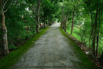 The cement street and green moss on beside with trees