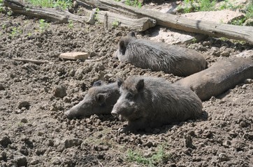 Fototapeta premium Sanglier d'Europe (Sus scrofa)