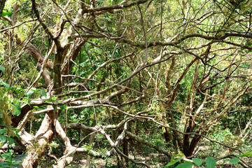 Fototapeta premium the kink trees and bright sunlight in the forest