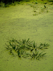 Duckweed at the water surface of a pond aat daylight.