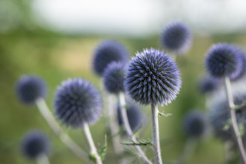 Hummel bei der Nektar ernte