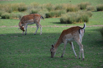 Daim européen (Dama dama)