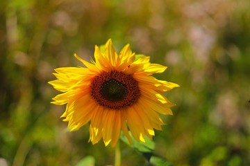 sonnenblume