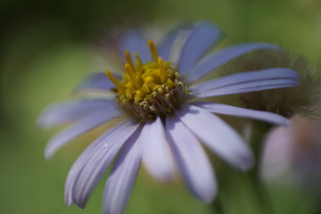 Obraz premium Blüte