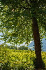 Tirolo trees