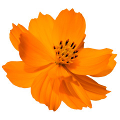 orange flower isolated on white background - 284683091