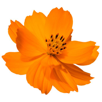 orange flower isolated on white background