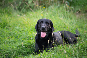 Black labrador in tall grass with ball 9