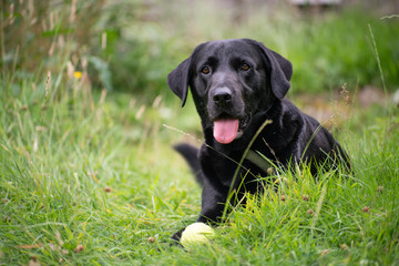 Black labrador in tall grass with ball 7